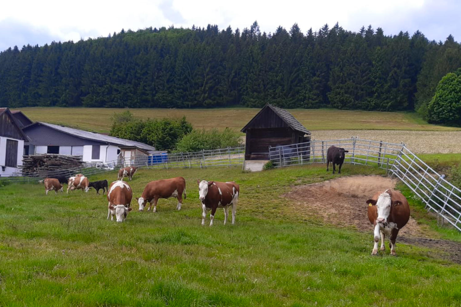 Die Kühe auf den Wiesen vorm Hof