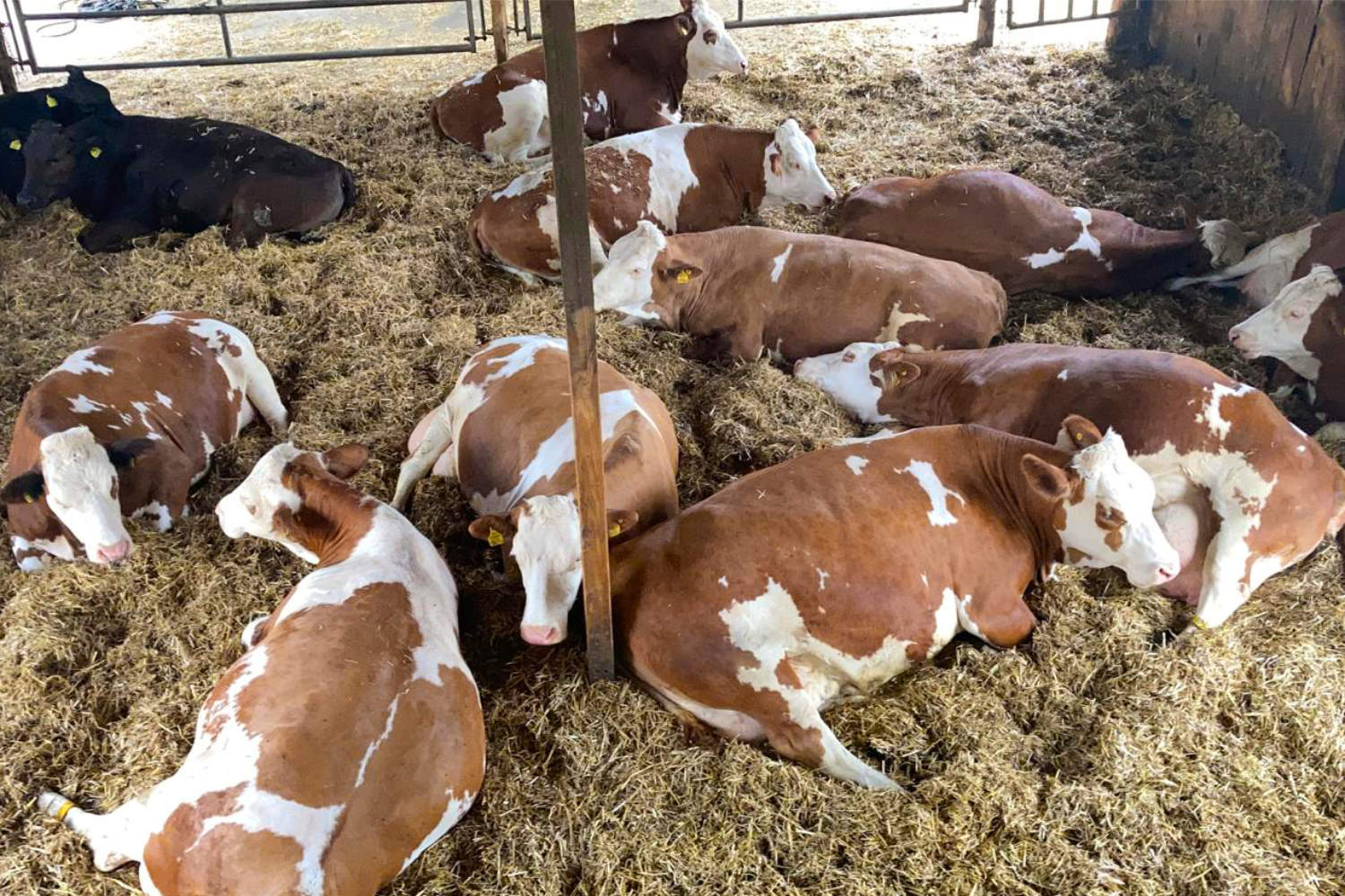 Die Kühe im Stall ruhen sich aus