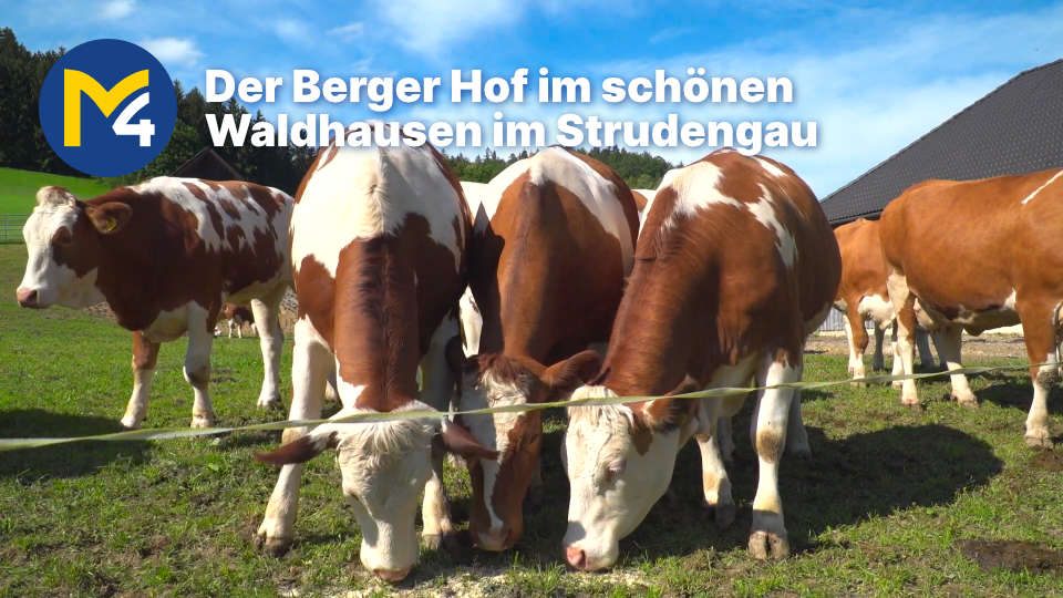 Infovideo über den Berger Milchbetrieb